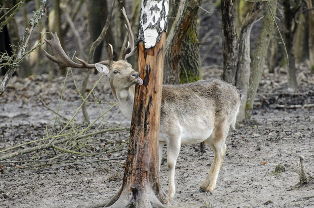 Vadetetés az ITéli vadetetés, dámszarvas (Dama dama) bika, Ipoly Erdő, somoskői vadaspark, Salgótarján, 2015 (MTI Fotó: Komka Péter)
