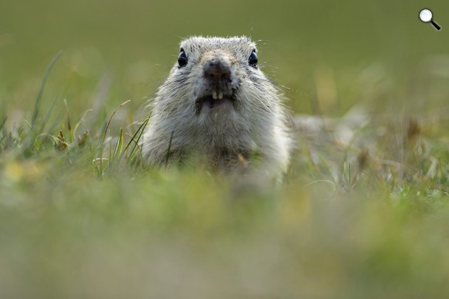 Egy ürge (Spermophilus citellus) a Hajdúsámson közelében lévő Martinkai-legelőn 2015. (MTI Fotó: Czeglédi Zsolt )