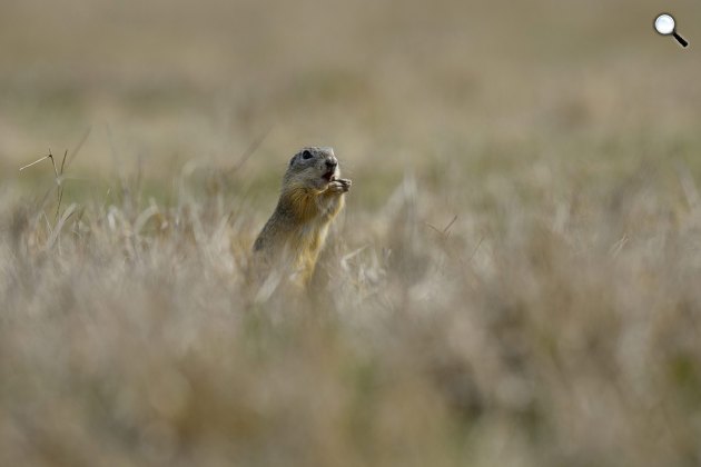 Egy ürge (Spermophilus citellus) a Hajdúsámson közelében lévő Martinkai-legelőn 2015. (MTI Fotó: Czeglédi Zsolt )
