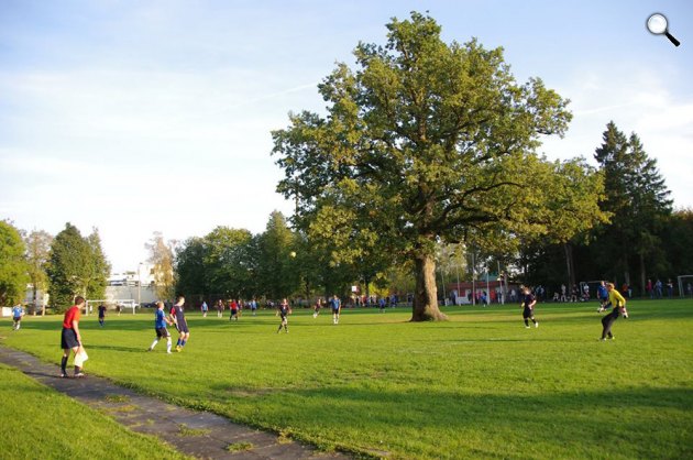 150 éves tölgy (Quesrcus robur), Észtország  (Fotó: Elina Kalm/treeoftheyear.org)