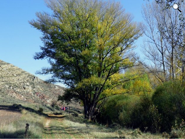 Fekete nyárfa, Spanyolország, Remolinar (Fotó: Chusé Lois Paricio/treeoftheyear.org)