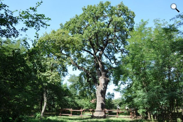 Kocsányos tölgy (Quercus robur) (Fotó: Korda Márton)