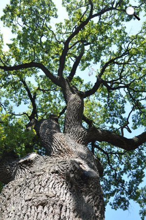 Kocsányos tölgy (Quercus robur) (Fotó: Korda Márton)