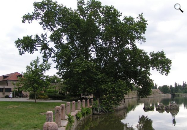 Tatai nagy platán, 230 éves (Fotó: Platán Restaurant & Cafe/treeoftheyear.org)