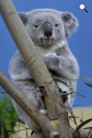 Vobara nevű koala (Phascolarctos cinereus)  a Fővárosi Állat- és Növénykertben (MTI Fotó: Kovács Attila )
