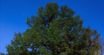 150 éves Tölgy (Quesrcus robur), Észtország  (Fotó: Elina Kalm/treeoftheyear.org)