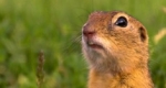 Egy ürge (Spermophilus citellus) (Fotó: MME)