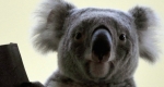 Vobara nevű koala (Phascolarctos cinereus) a Fővárosi Állat- és Növénykertben (MTI Fotó: Kovács Attila)