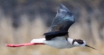 Gólyatöcs (Himantopus himantopus) a Fancsika I. víztározónál (MTI Fotó: Czeglédi Zsolt)