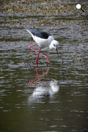 Gólyatöcs (Himantopus himantopus) a Fancsika I. víztározónál (MTI Fotó: Czeglédi Zsolt)
