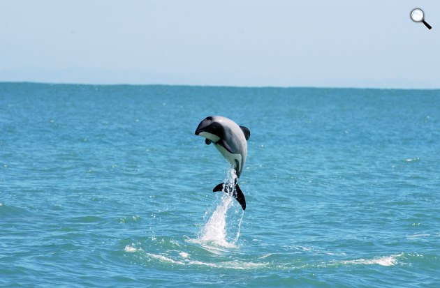 Hector delfin ugrik (Fotó: WWF/Will Rayment)