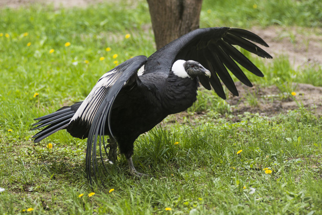 Kondorkeselyű a Nyíregyházi Állatparkban. (MTI Fotó: Balázs Attila)