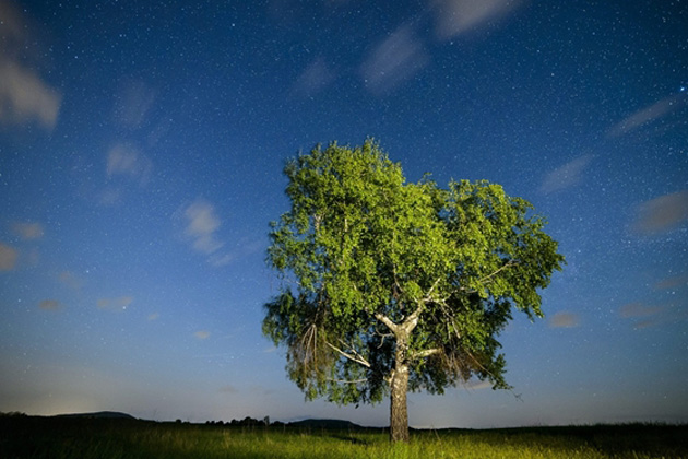 Nyírfa (Betula pendula) (MTI Fotó: Komka Péter)