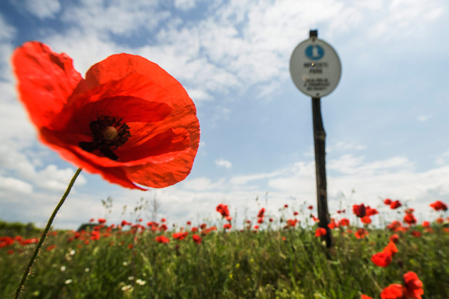 Virágzó pipacsok Fülöpháza határában a 40. éves Kiskunsági Nemzeti Park területén (MTI Fotó: Ujvári Sándor)
