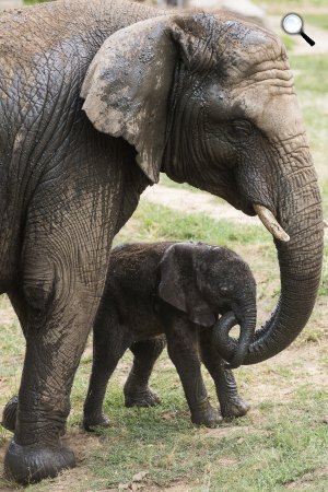Háromnapos, afrikai elefántborjú (Loxodonta africana) anyjával a Nyíregyházi Állatparkban, 2015 (MTI Fotó: Balázs Attila)