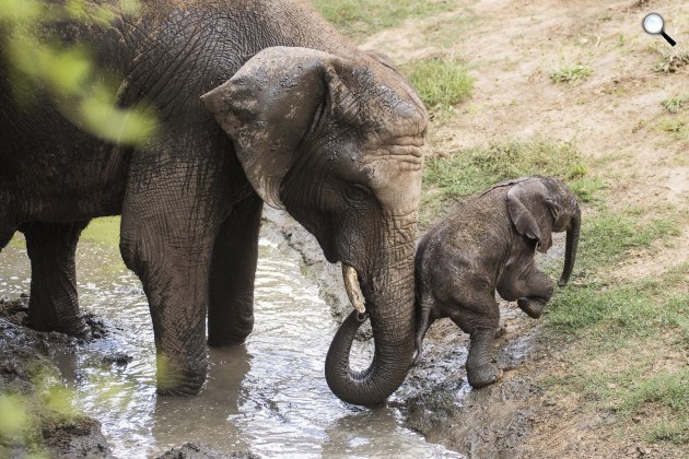 Háromnapos, afrikai elefántborjú (Loxodonta africana) anyjával a Nyíregyházi Állatparkban, 2015 (MTI Fotó: Balázs Attila)