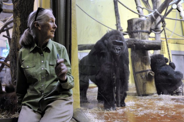 Jane Goodall etológus, antropológus, főemlőskutató a Fővárosi Állatkertben, Budapest (MTI Fotó: Kovács Attila)