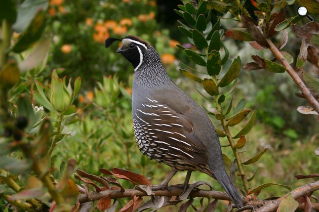 Madár, fürj (Coturnix coturnix) (Fotó: Pixabay)