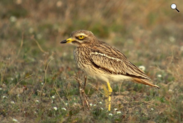 Madár, ugartyúk (Burhinus oedicnemus) (Fotó: wikipédia)
