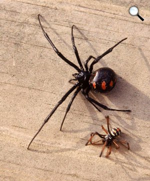 Fekete özvegy hímpók és nőstény pók (Fotó: livescience.com)