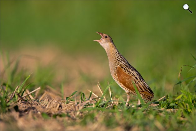 Haris (Crex crex) (Fotó: naturfotografen-forum.de)