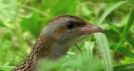 Haris (Crex crex) (Fotó: Wikipédia)