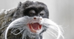 Nőstény császárbajszú tamarin (Saguinus imperator subgrisescens) a Jászberényi Állatkertben (MTI Fotó: Bugány János)