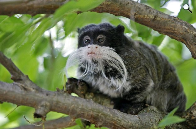 Nőstény császárbajszú tamarin (Saguinus imperator subgrisescens) a Jászberényi Állatkertben. (MTI Fotó: Bugány János)