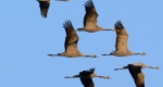 Szürke darvak (Grus grus) repülnek naplemente előtt a Hortobágy felett, az Elepi tóegység térségében (MTI Fotó: Czeglédi Zsolt)