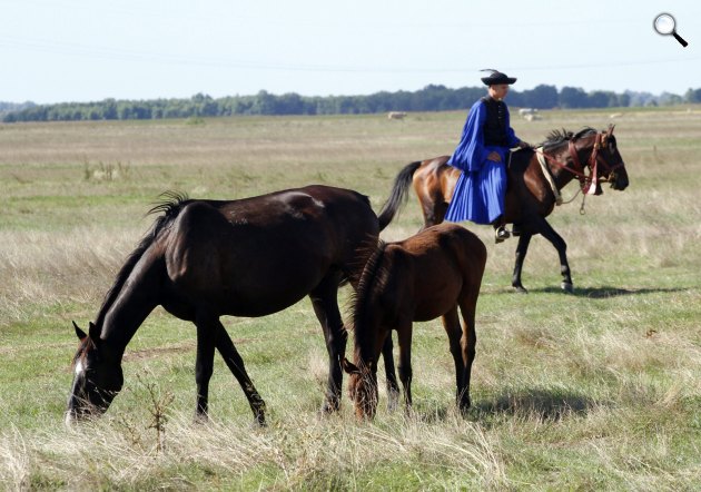 Furioso-north star fajtájú lovak legelnek a Bükki Nemzeti Park, Batúz-tanyán (MTI Fotó: Vajda János)