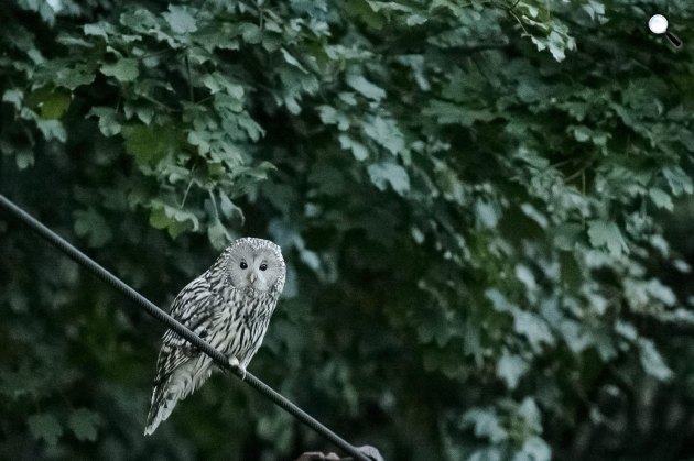 Uráli bagoly (Strix uralensis) Galyatetőn, 2015 (MTI Fotó: Komka Péter)