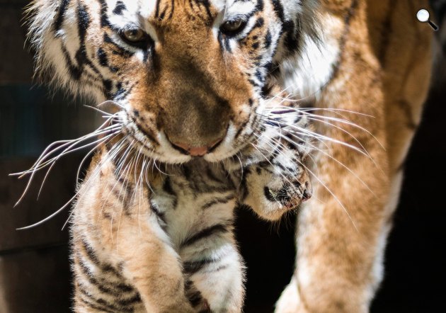 Pamir, a szibériai tigris (Panthera tigris altaica) és négyhetes kölyke, Katja a Nyíregyházi Állatparkban (MTI Fotó: Balázs Attila)