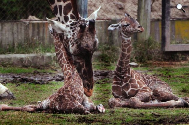 Zsiráfikrek és Jackie, az anyukájuk, Buenos Aires (Fotó: Laura Gravino/Zoo Buenos Aires   ) 