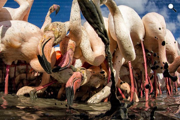 Máté Bence: Flamingók, Rhône folyó (Fotó: Máté Bence/Facebook)