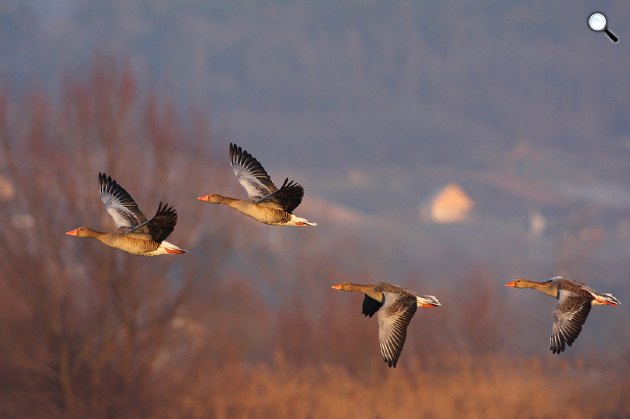 Tatai Vadlúd Sokadalom (Fotó: Csonka Péter)