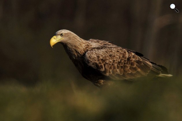 Rétisas (Haliaeetus albicilla) a Pacsmagi Halastavak Természetvédelmi Területen (MTI Fotó: Kovács Attila)