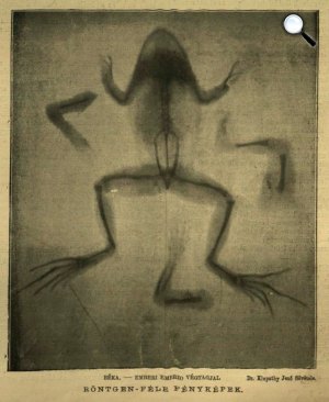 Röntgen-féle fényképek, béka (Fotó: Vasárnapi Ujság, 1896. január 19. (43. évf. 3. sz. 41.). (Fotó: epa.oszk.hu)