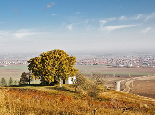Bátaszék legöregebb fája, a molyhos tölgy, Magyarország Fotó: A Bátaszék városa (Révész Dániel, Müller Éva, Miskei Vendel, Székely Ilona, Lassú Sándor)
