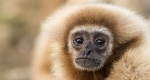 Gibbon (Hylobates lar)  született a Nyíregyházi Állatparkban (MTI Fotó: Balázs Attila)