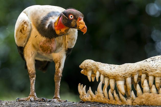 áté Bence (Bence Máté Photography / Hide Photography) Árulkodó szagok c. képe, amely 1. díjat nyert a 34. Magyar Sajtófotó Pályázat természet és tudomány kategóriájában (MTI Fotó: Magyar Sajtófotó Pályázat / Máté Bence)