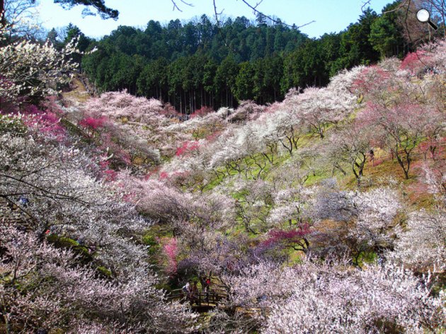 Szilvafa virágzása, Japán (Fotó: Japánspecialista)