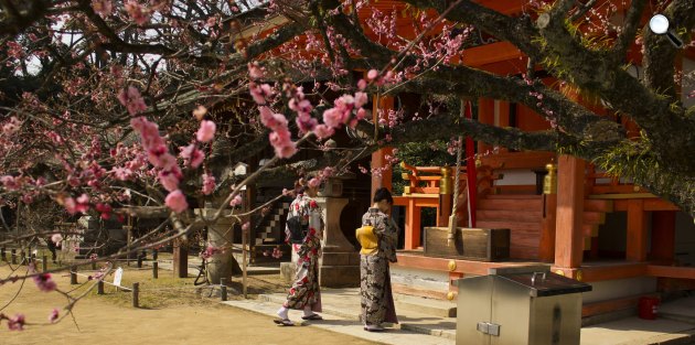 Szilvafa virágzása, Japán (Fotó: Japánspecialista)
