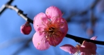 Szilvafa virágzása, Japán (Fotó: Japánspecialista)