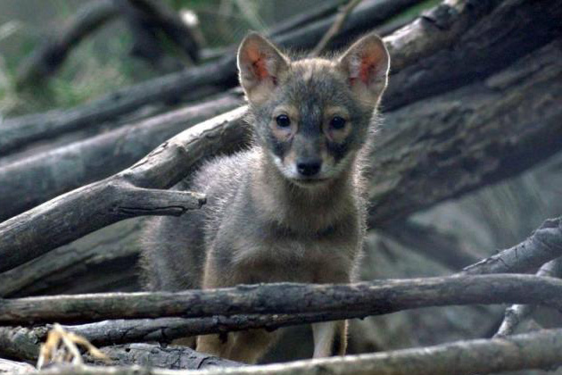 Vad Kunság - A Puszta rejtett élete - 2016, Rendező: Mosonyi Szabolcs (Fotó: http://szmosonyi.hu/Pannonia Entertainment)