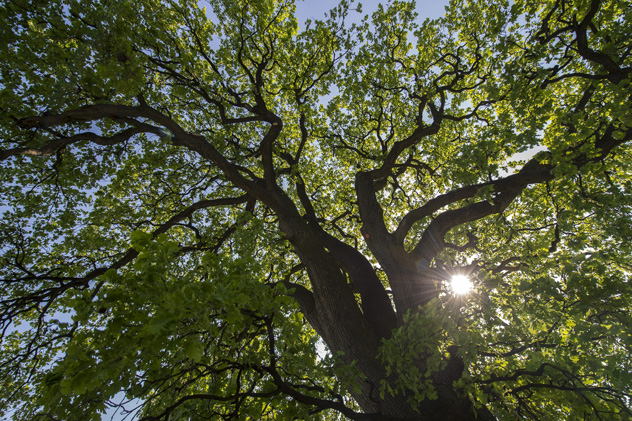 Bátaszék legöregebb fája, a molyhos tölgy lett az év európai fája (MTI Fotó: Sóki Tamás)