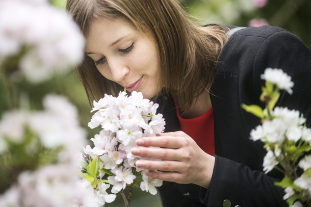 Sakura ünnep az ELTE Füvészkertjében (MTI Fotó: Marjai János)