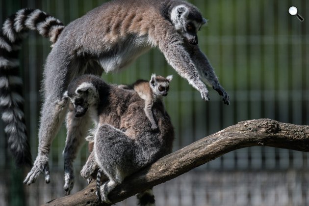 Gyűrűsfarkú maki vagy katta (Lemur catta) a Kecskeméti Vadasparkban (MTI Fotó: Ujvári Sándor)