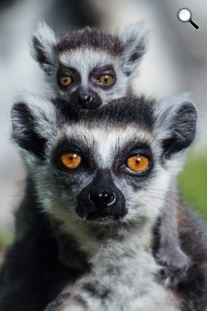Gyűrűsfarkú maki vagy katta (Lemur catta) a Kecskeméti Vadasparkban (MTI Fotó: Ujvári Sándor)