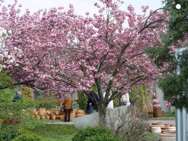 Cseresznyefa virágzása, sakura, Füvészkert (Fotó: Füvészkert)