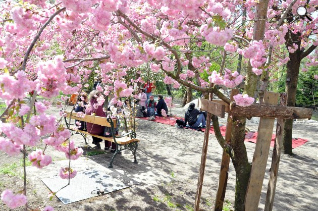 Cseresznyefa virágzása, sakura, Füvészkert (Fotó: Füvészkert)